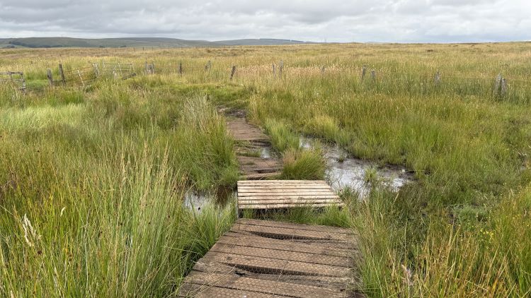 Boggy Ground